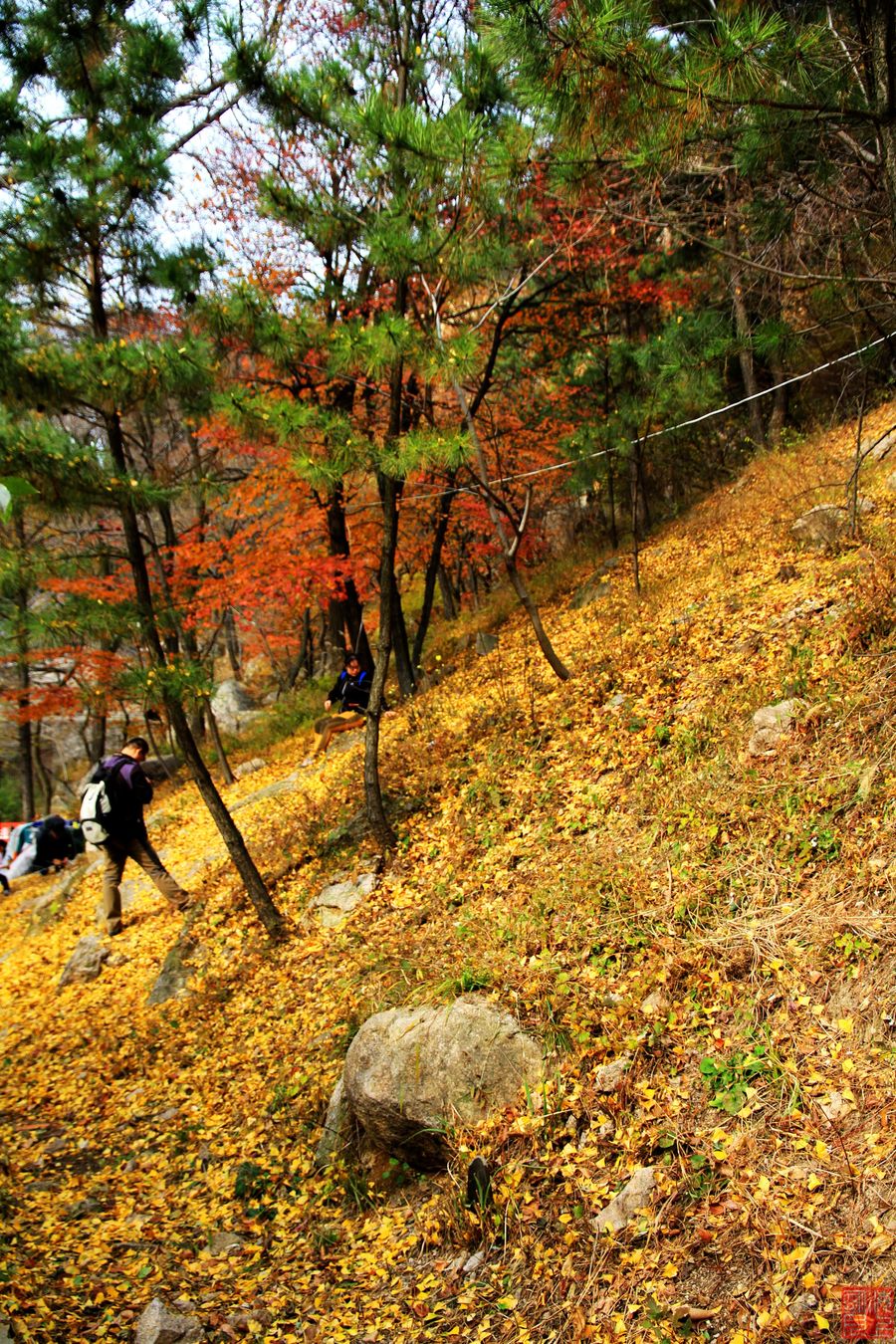 【崂山秋季--五彩画卷摄影图片】风光旅游摄影