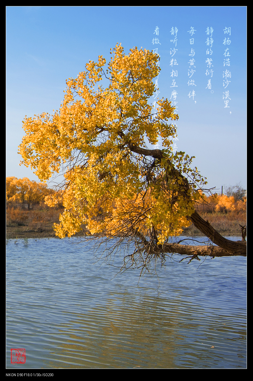金秋时节-额济纳旗胡杨林
