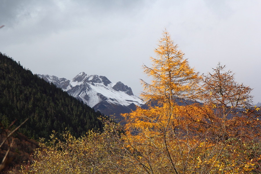 【深秋时节成都、峨嵋、九寨、黄龙行摄影图片