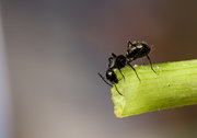 蚂蚁3