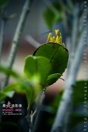 “花鸟世界”摄影半月赛--螳螂