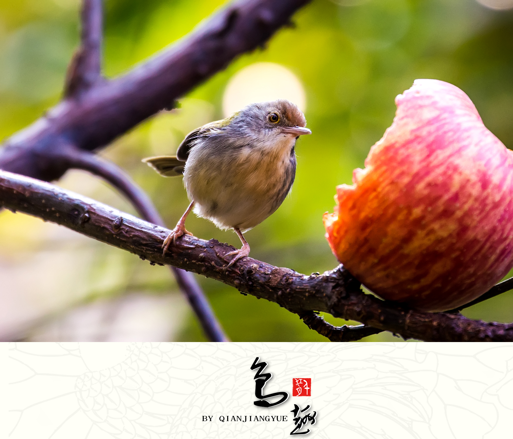 长尾缝叶莺图片