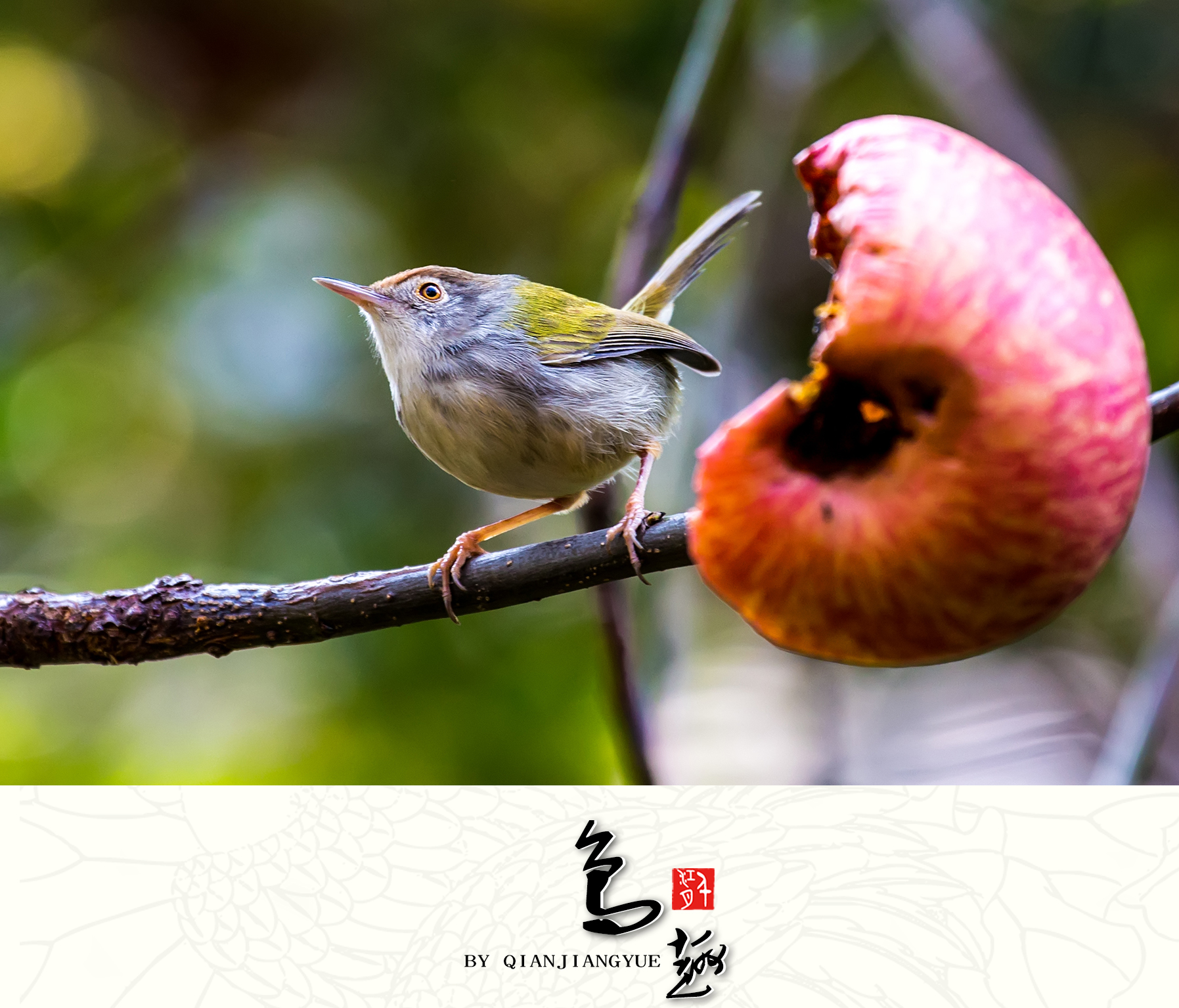 长尾缝叶莺图片