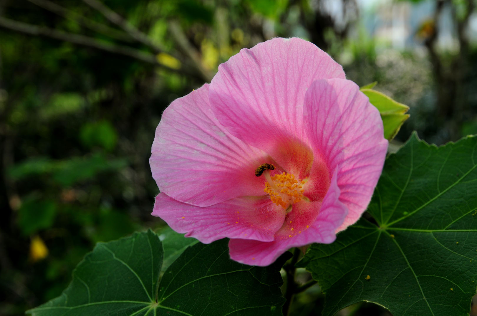 芙蓉花