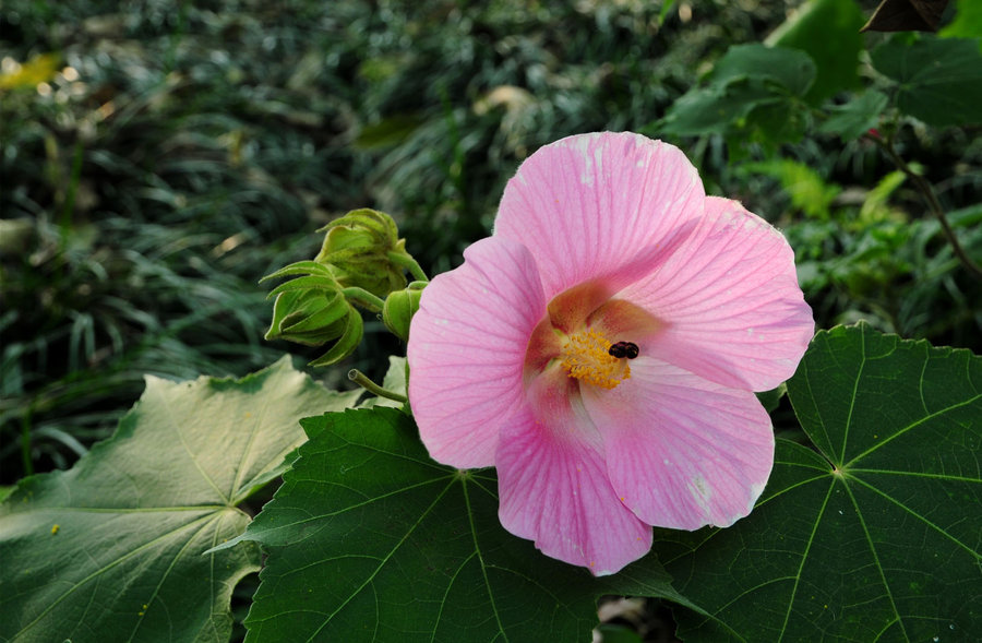 芙蓉花