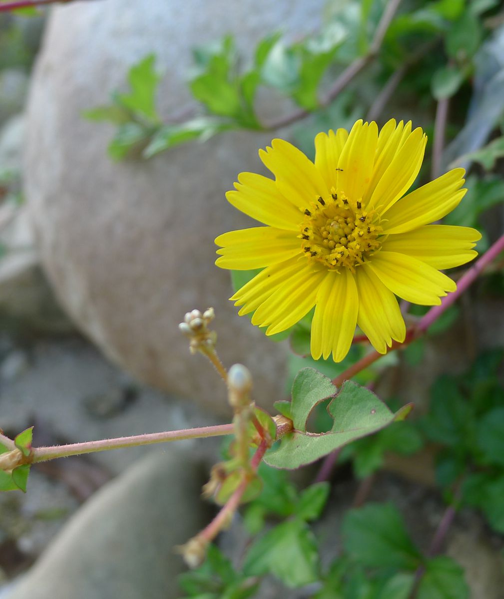 小溪,小花