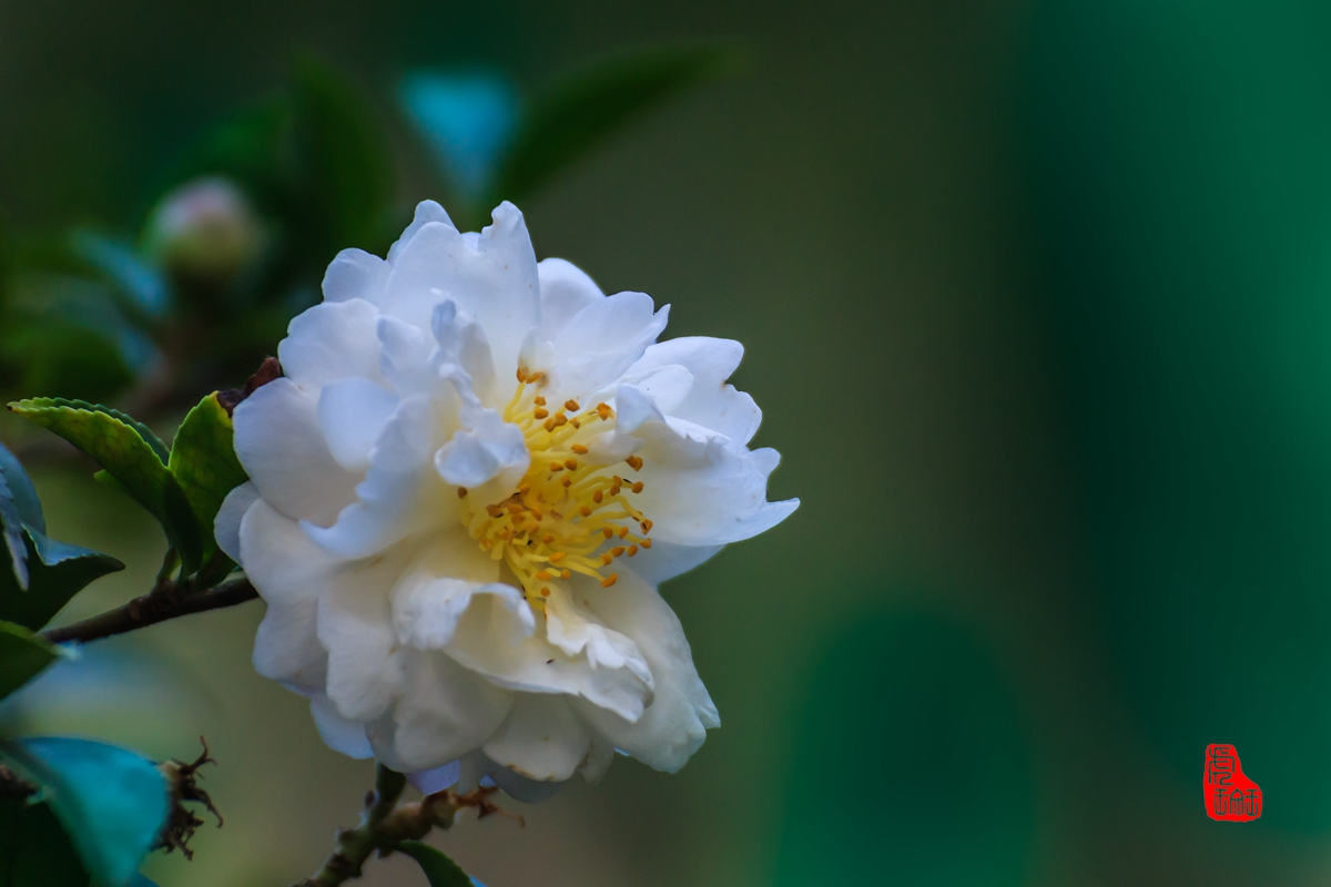 山茶花