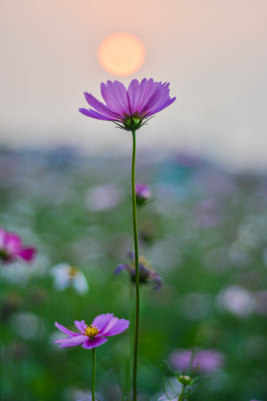 格桑花海