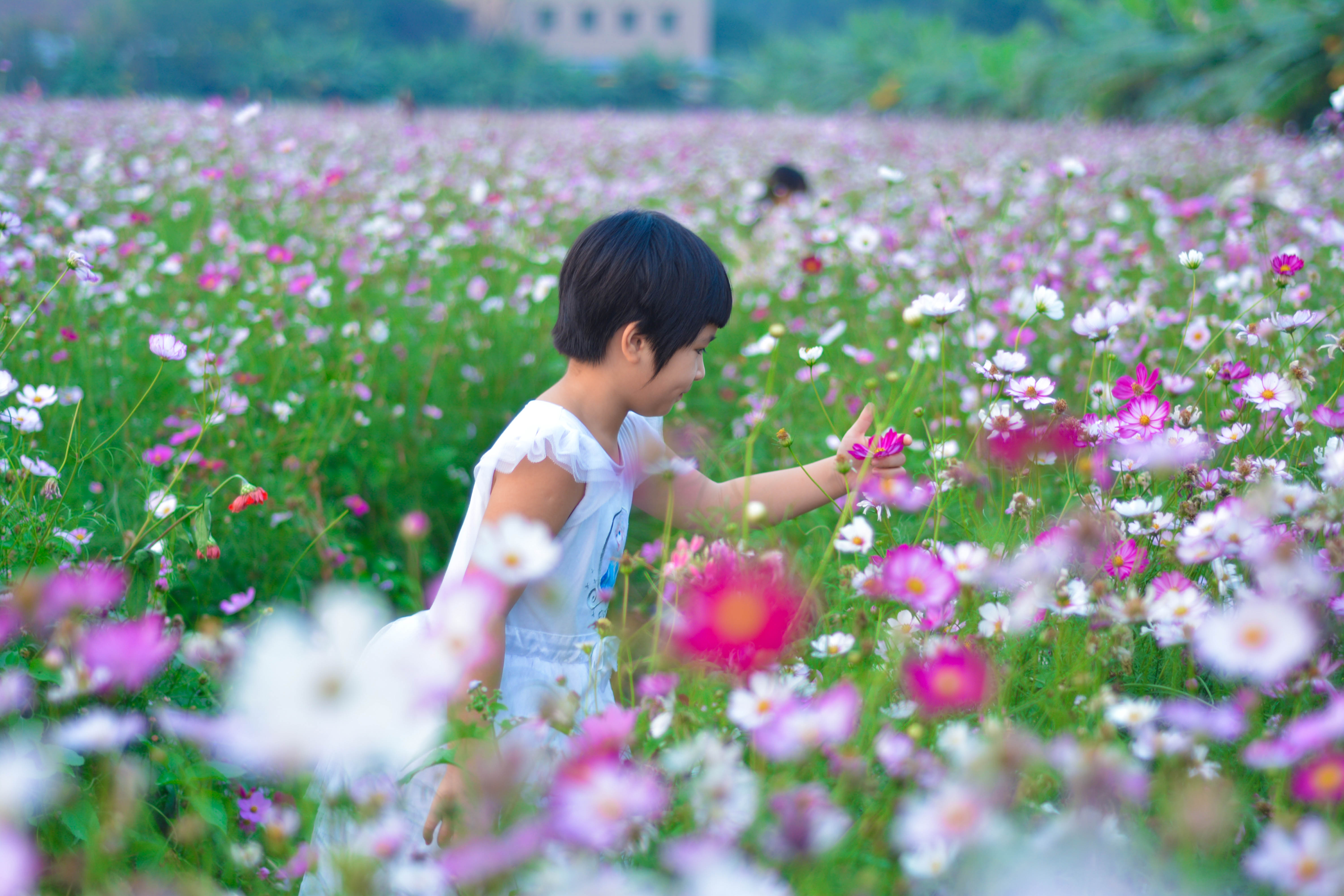 格桑花海