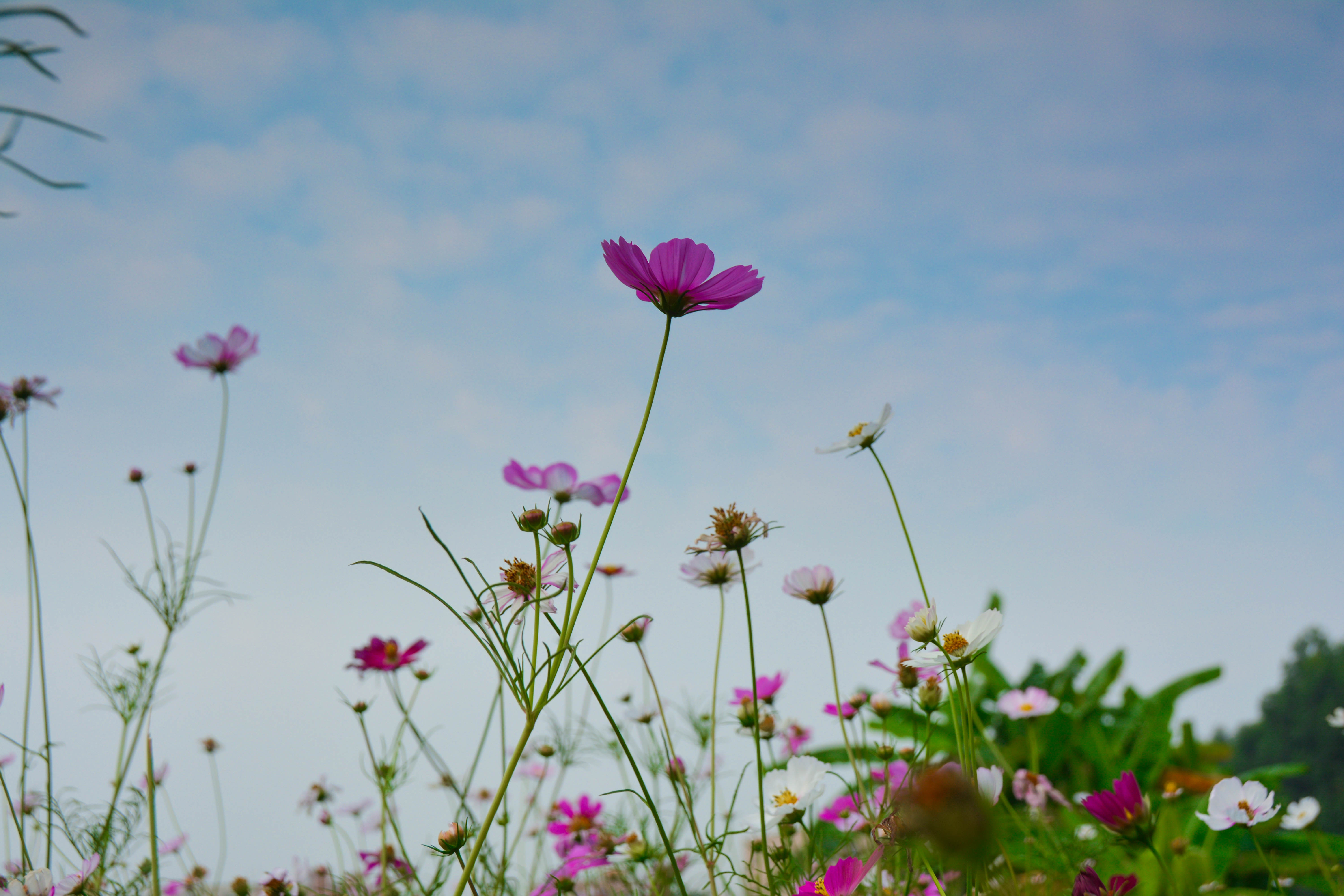 格桑花海