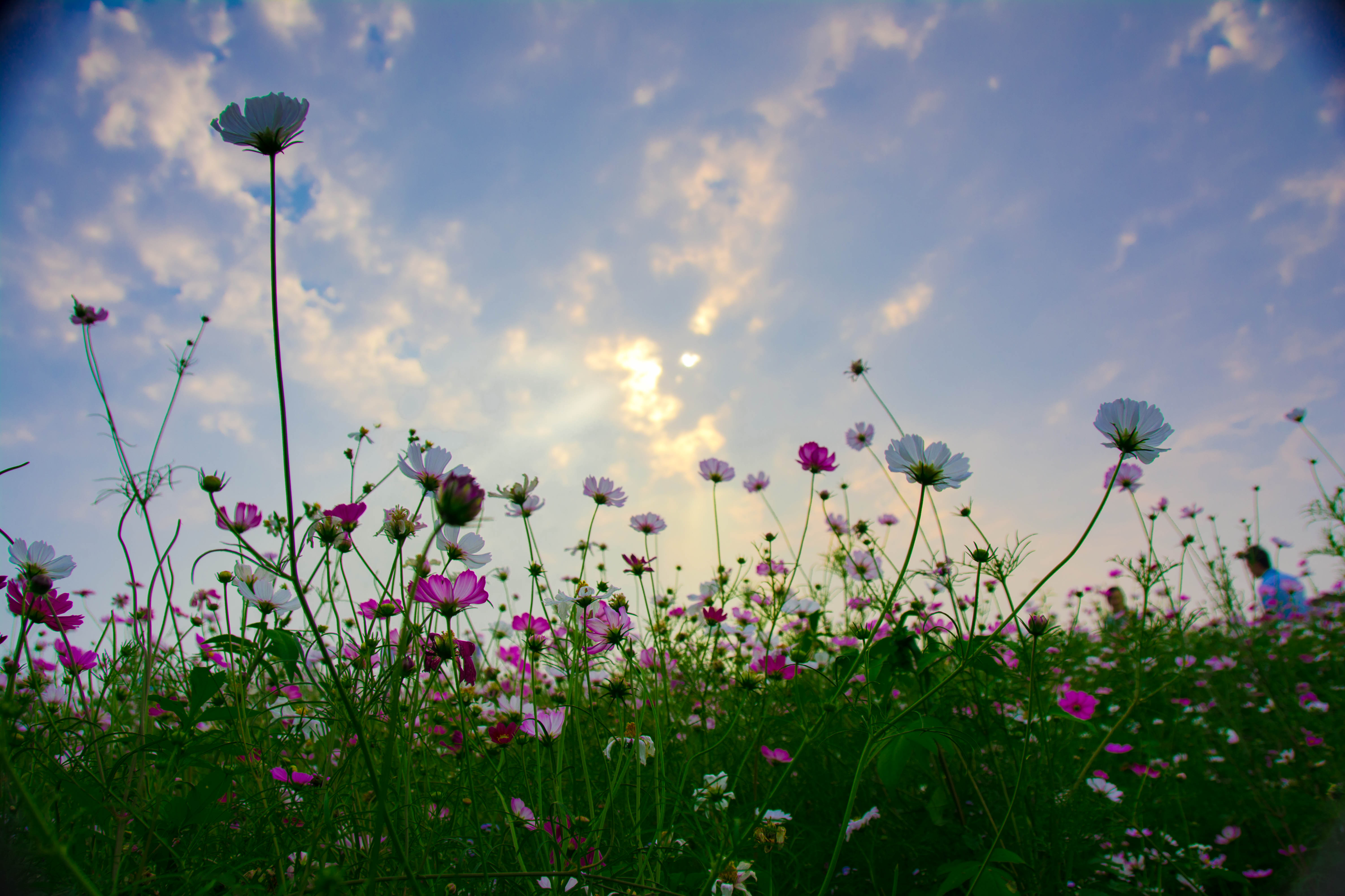 格桑花海