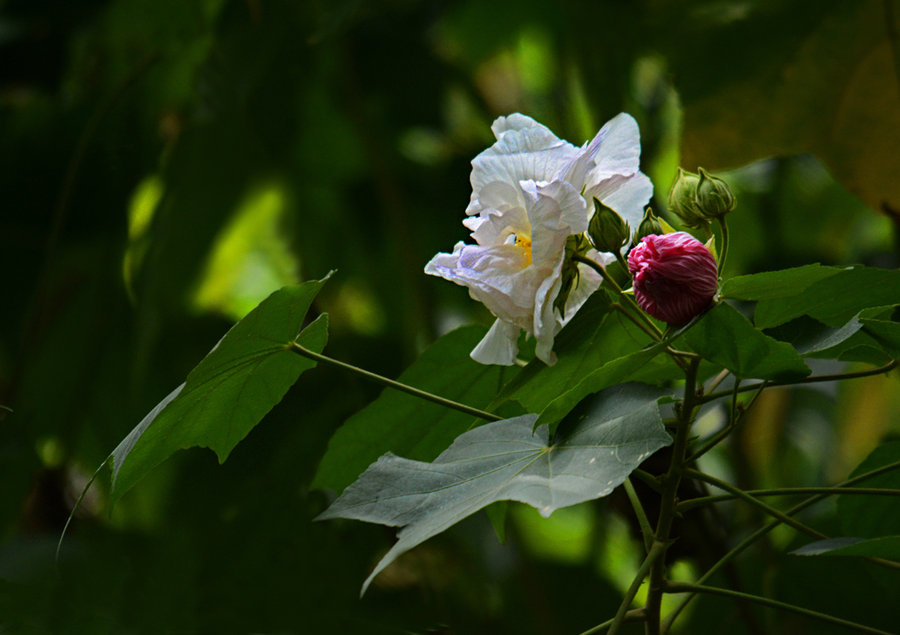 木芙蓉