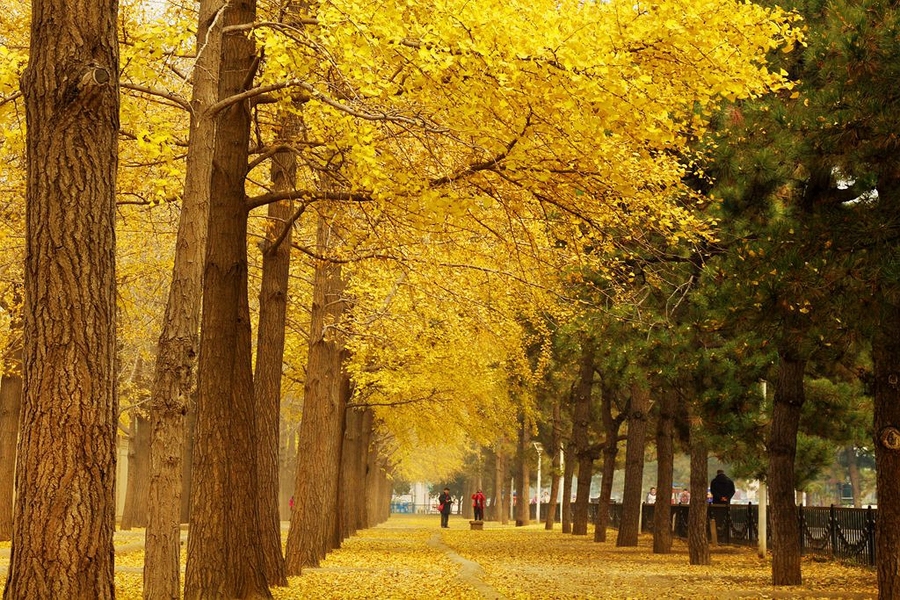 【秋天的落叶摄影图片】风光摄影