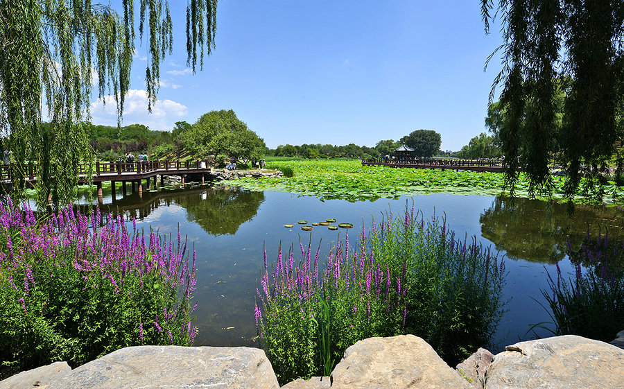 【【北京圆明园---荷塘---水景】摄影图片】风光旅游摄影_太平洋电脑