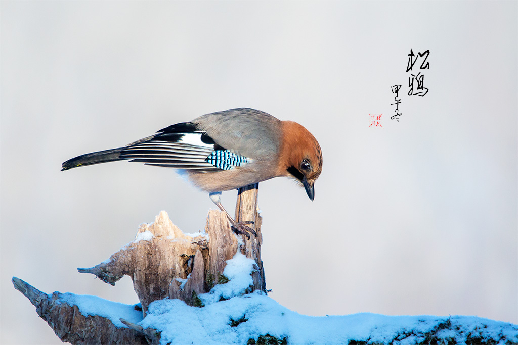 大雪后的松鸦