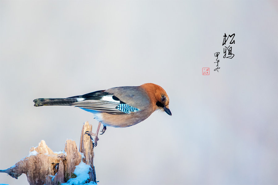 大雪后的松鸦