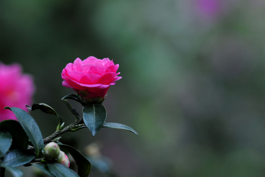 冬季茶花