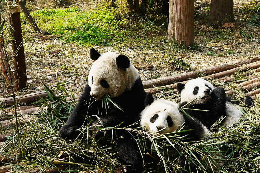 【山高水长 熊猫家园摄影图片】风光旅游摄影