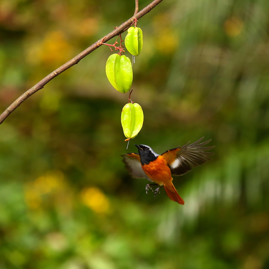 【愤怒的小鸟摄影图片】生态摄影_太平洋电脑网摄影部落
