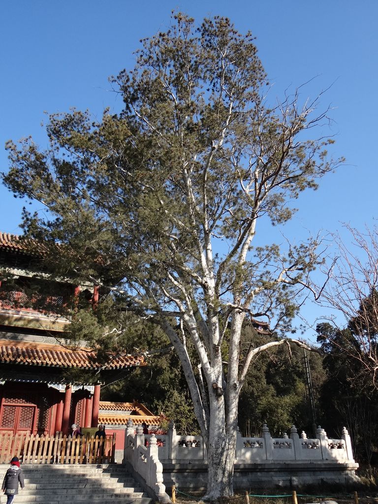 ————康熙大帝的"二将军"在这里!还有白皮松树哦.————