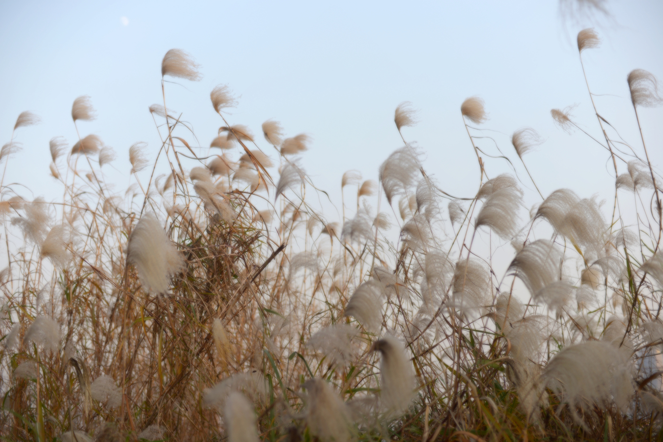 阳光 江滩 芦苇