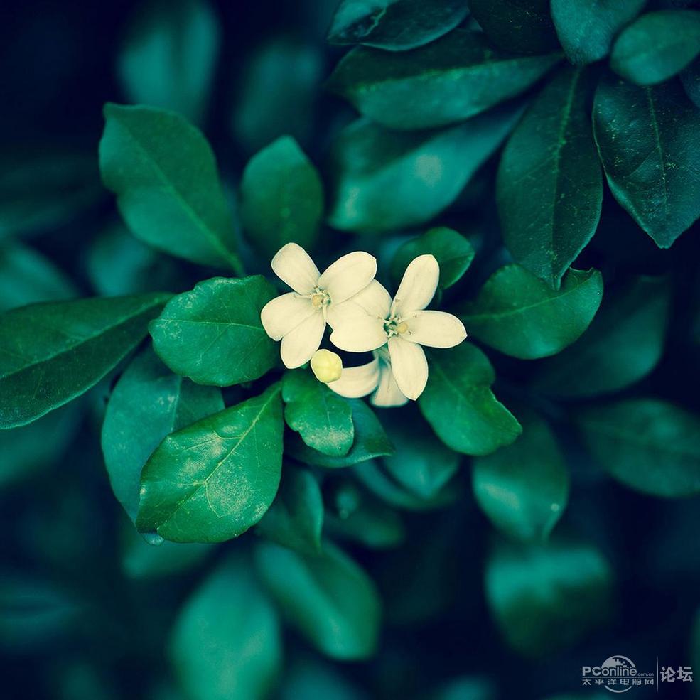 清爽护眼花卉植物平板壁纸 第二辑