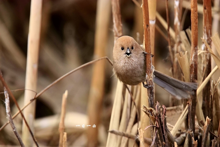 【鸟--【棕头鸦雀】摄影图片】生态摄影