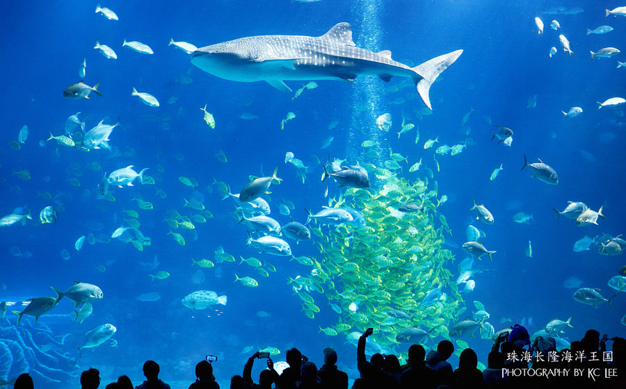 【Amazing Aquarium - 珠海长隆海洋王国摄影