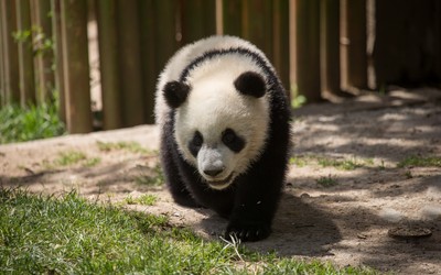国宝熊猫可爱高清壁纸
