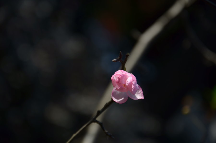 冬天里的几朵海棠花