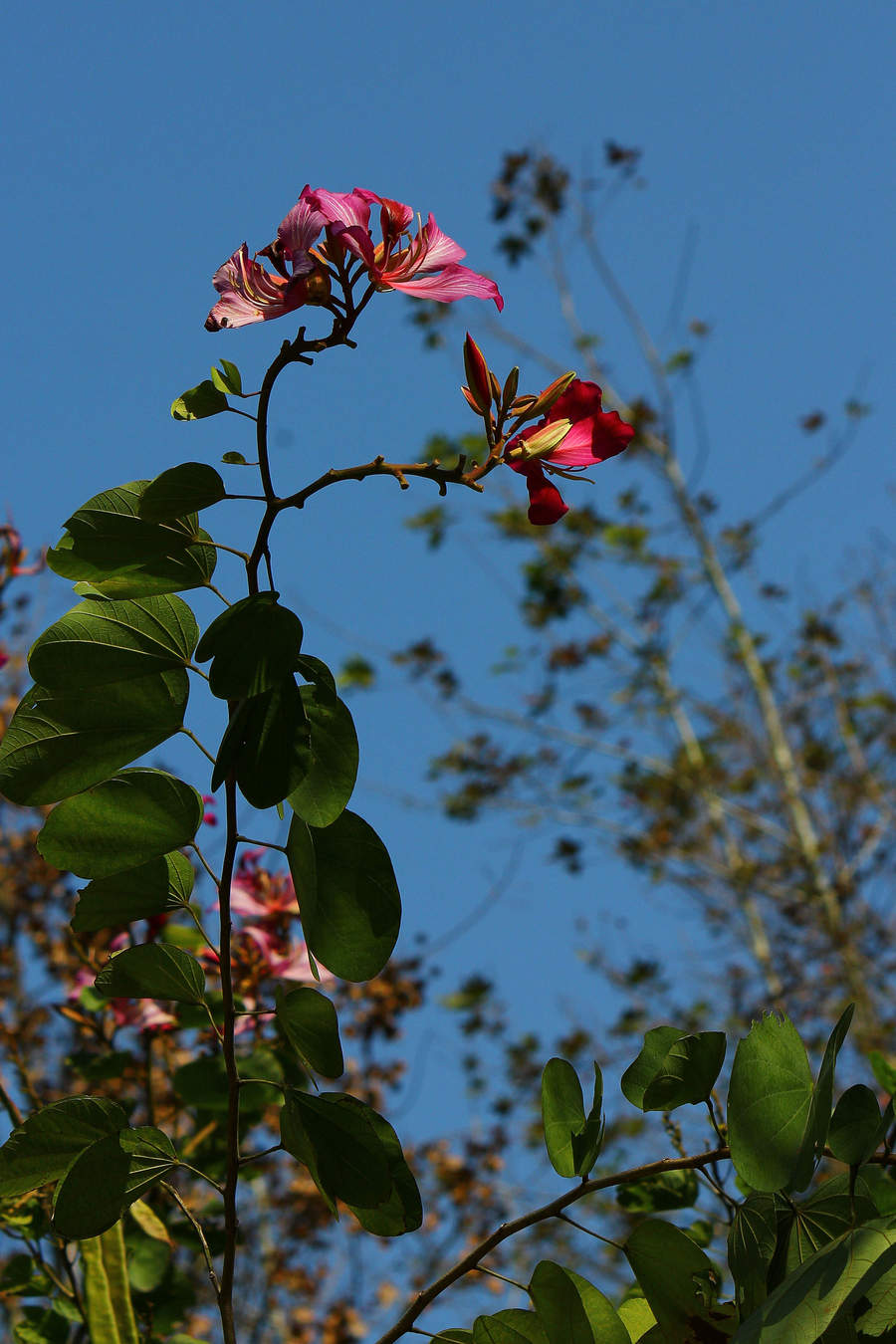 【550d 55-250月亮,花摄影图片】风光摄影_太平洋电脑