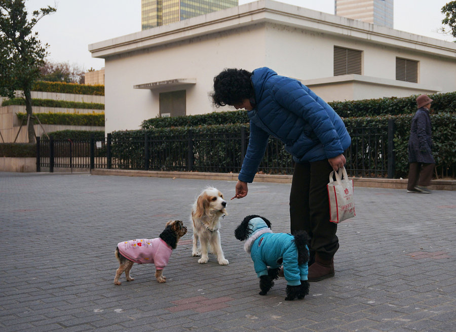 【狗狗们与主人 [索尼NEX-6微单拍摄于临近黄