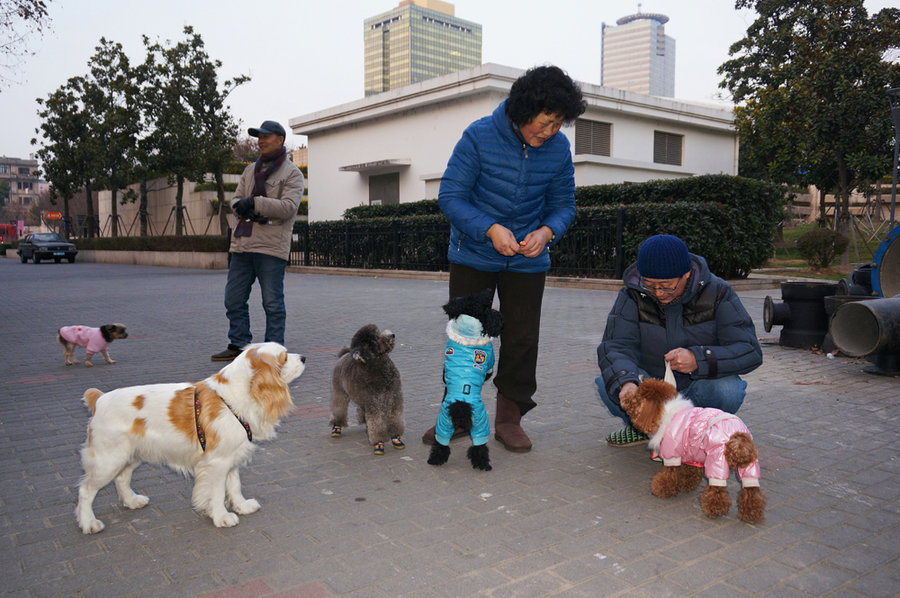 【狗狗们与主人 [索尼NEX-6微单拍摄于临近黄