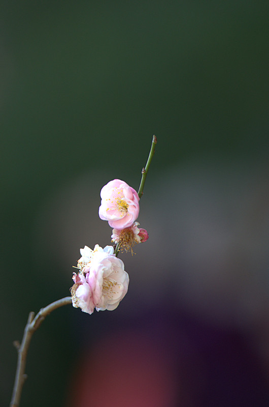 梅花