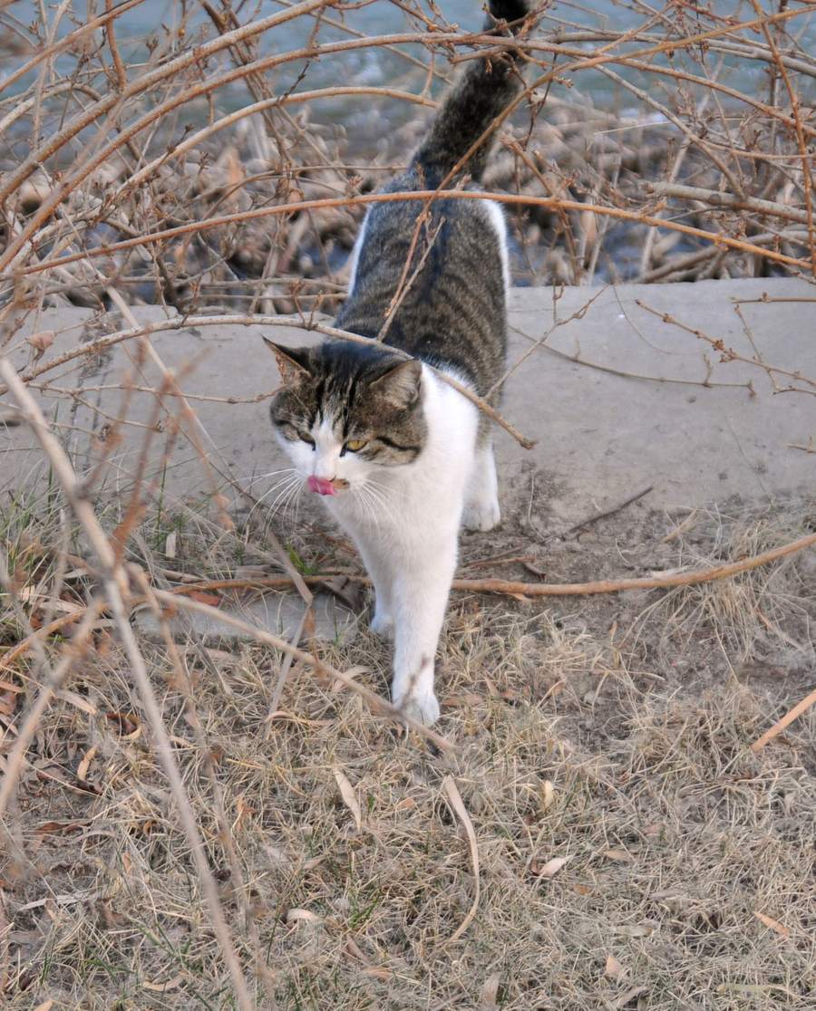 无拘无束的流浪猫