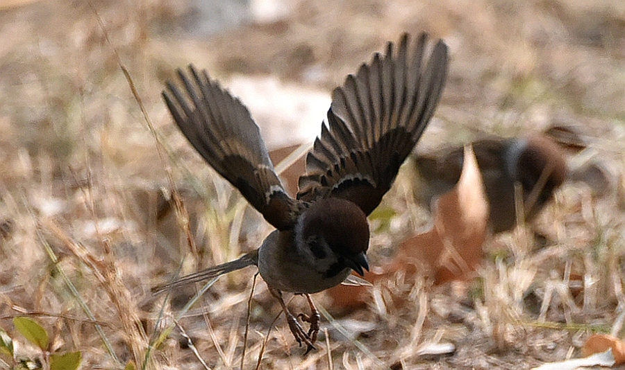 麻雀