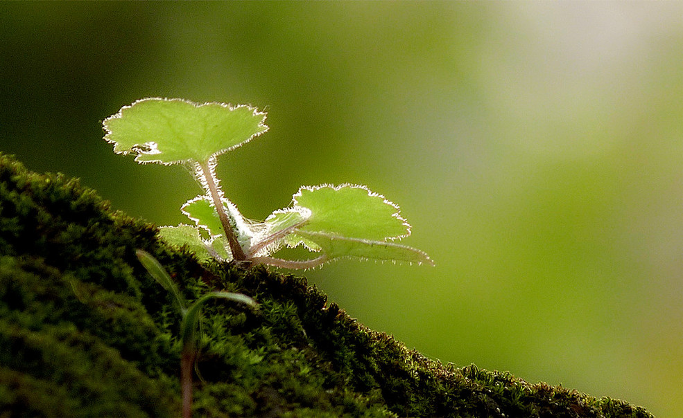 《小草》