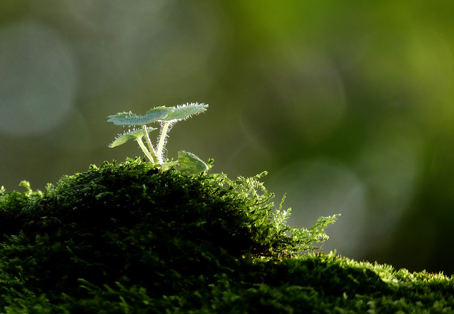 《小草》