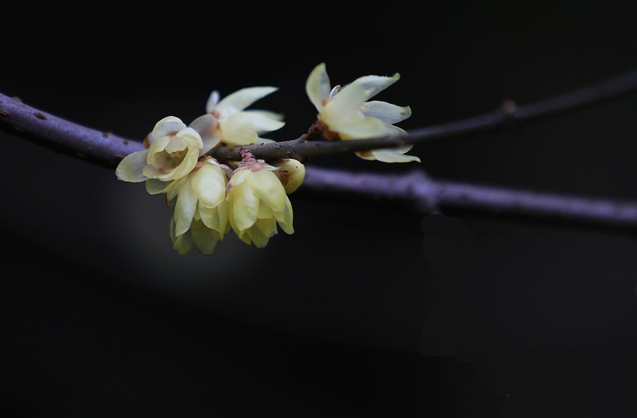 【白玉堂前一树梅,今朝忽见数花开。摄影图片