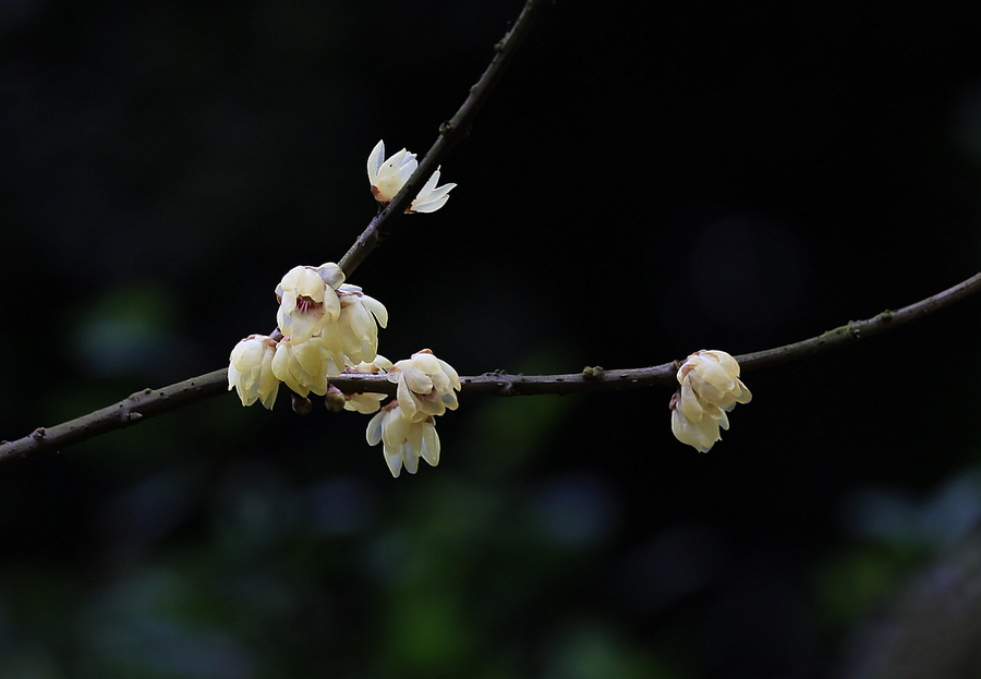 【白玉堂前一树梅,今朝忽见数花开。摄影图片