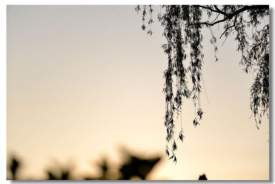 【【朝花夕拾】之十摄影图片】生态摄影