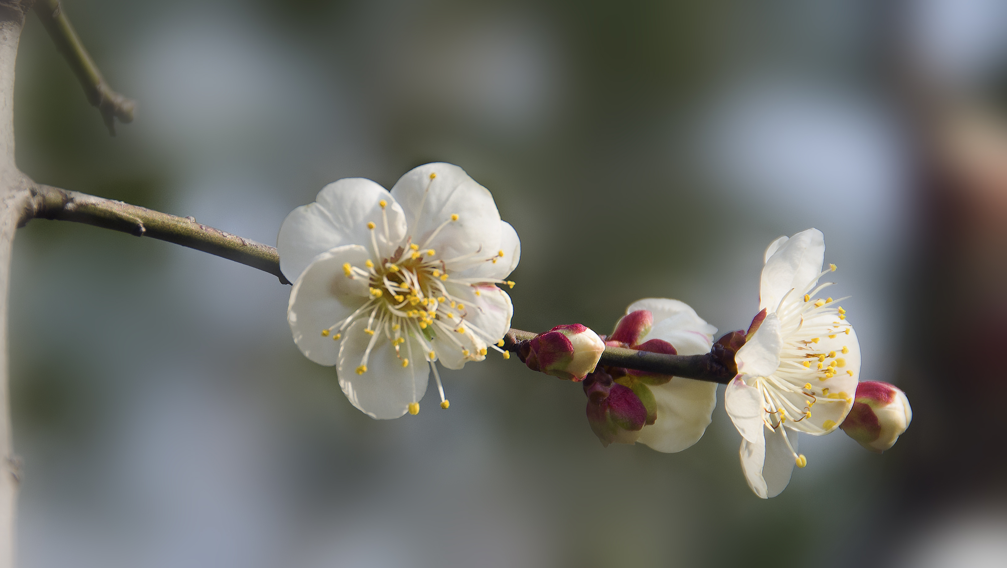 2015年的梅花