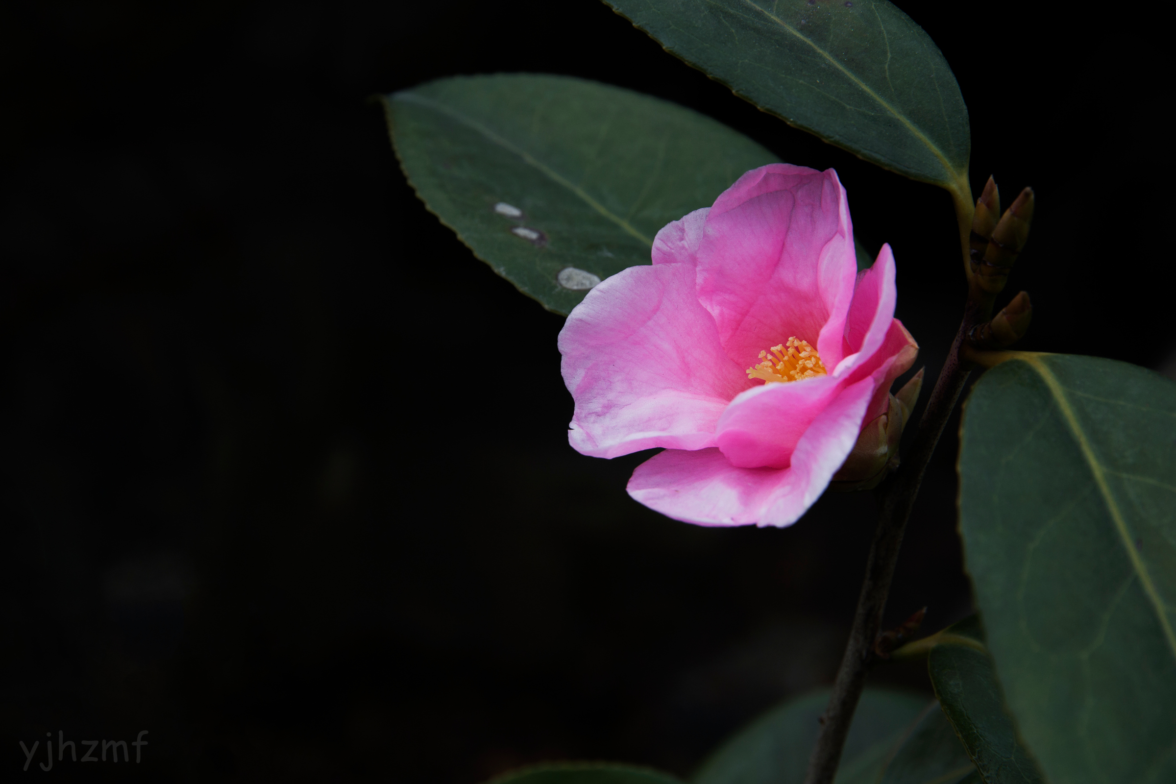 【茶花摄影图片】生态摄影_yjhzmf_太平洋电脑网摄影