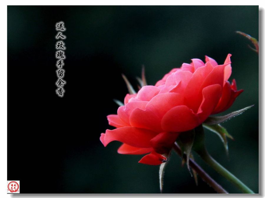 【《咏红玫瑰》3摄影图片】生态摄影