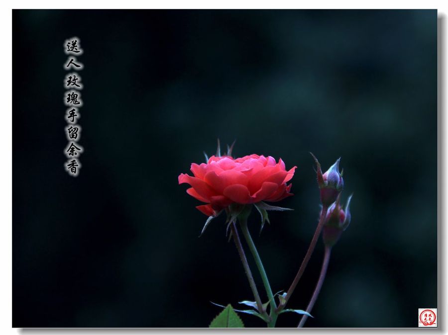 【《咏红玫瑰》3摄影图片】生态摄影