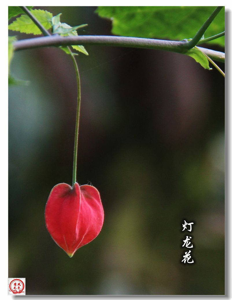《灯龙花》