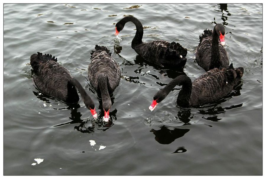 【天鹅湖里的黑天鹅摄影图片】生态摄影