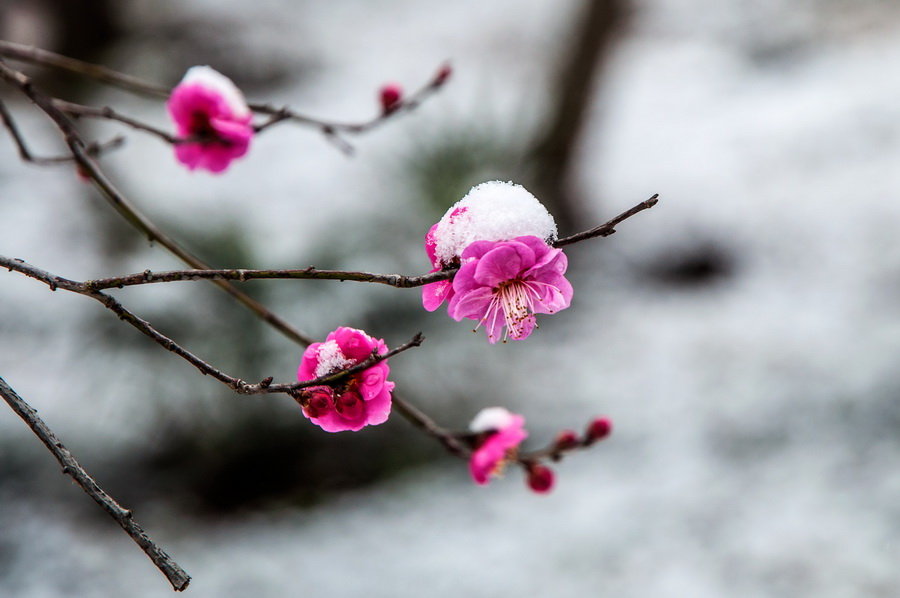 雪中梅