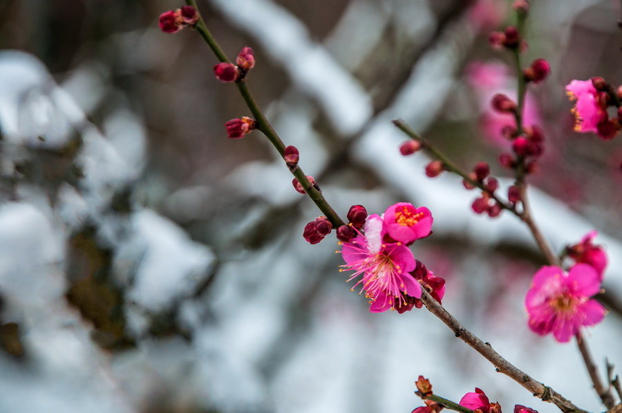 雪中梅