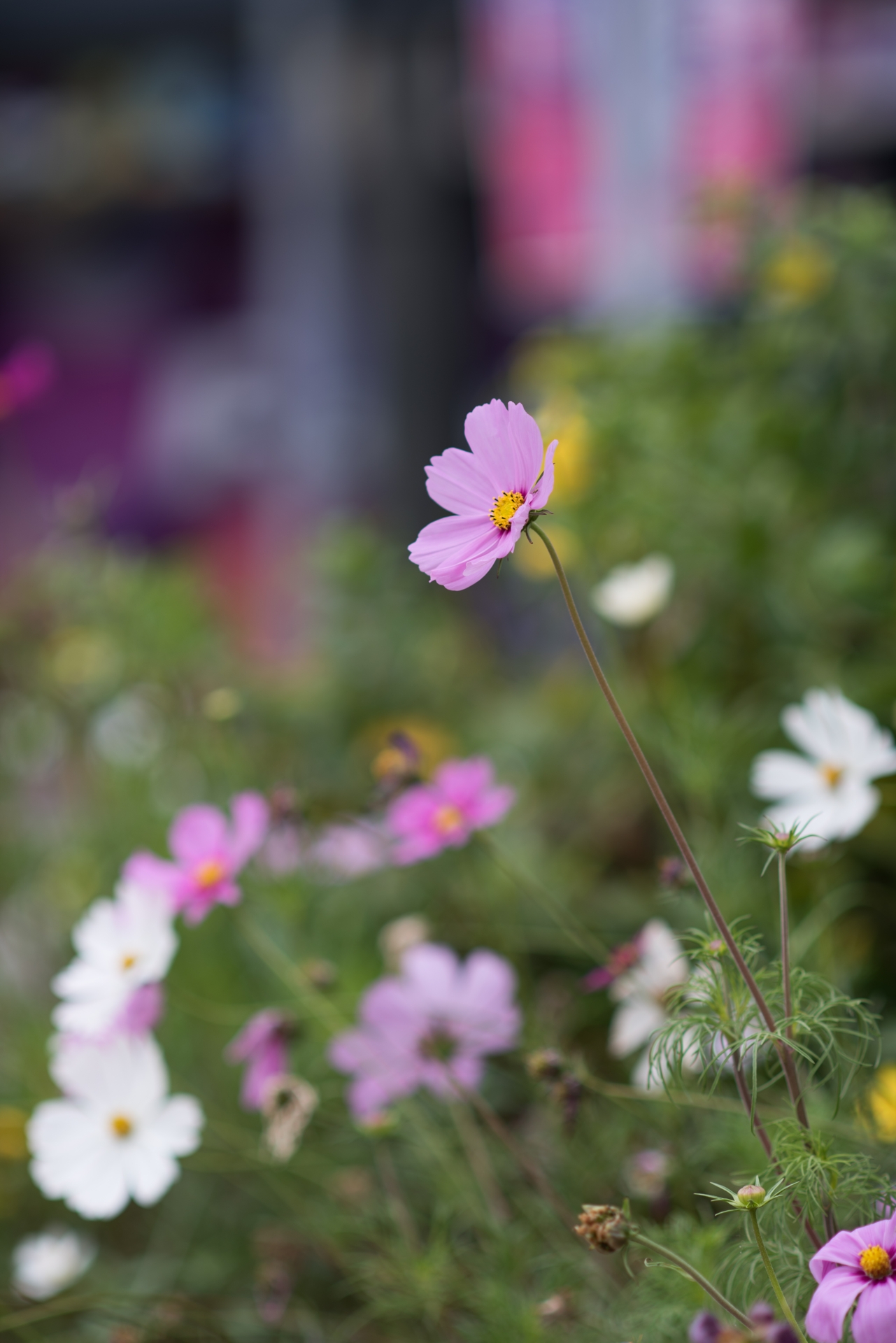 一组格桑花